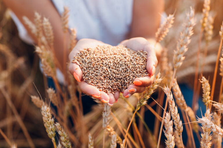 Обновят требования к страхованию сельскохозяйственной продукции